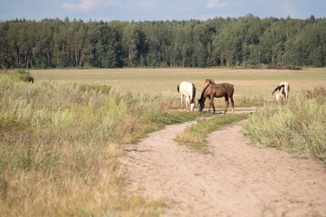A beautiful thoroughbred horse grazing in a pasture.