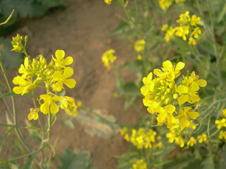 Mustard plant flowers at full bloom
