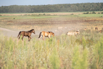 A beautiful thoroughbred horse grazing in a pasture.