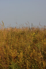 reeds in the wind