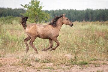 Obraz premium A beautiful thoroughbred horse grazing in a pasture.