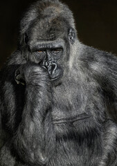 A close up of a Western Lowland Gorilla (Silverback)