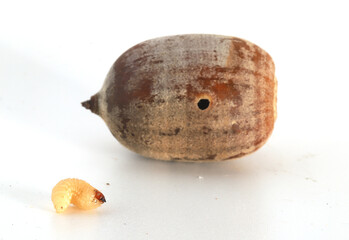 An acorn weevil (Curculio sp.) larva twisting and turning in front of an acorn showing the hole in the acorn where the larva emerged. When the weevil larva grow inside the acorn, it kills the acorn.  © Michael