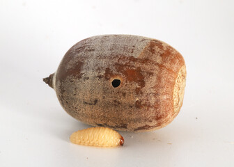 Close-up of a grub-like larva of an acorn weevil (Curculio sp.) next to the acorn that it developed...