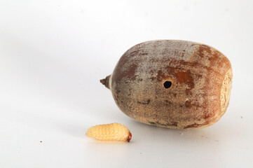 An acorn weevil (Curculio sp.) larva next to the acorn that it developed in. The hole in the acorn was created by the grub-like larva when it was escaping from the acorn it had been growing inside of. © Michael