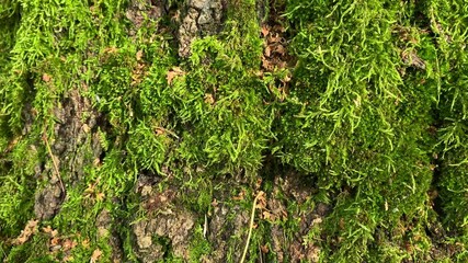 green moss on a tree in the forest. Connection to nature and protection of environment.