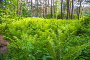 Summer pine forest overgrown with giant ferns on a sunny day in the Altai Republic, Russia