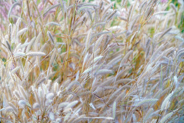 Soft Focus on Tall Grass in Nature