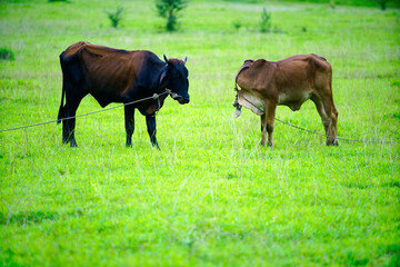 Cows Grazing on Green Field in Rural Landscape