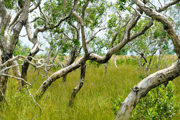Serene Paperbark Forest Landscape in Natural Habitat