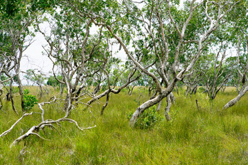 Paperbark Trees in a Serene Forest Landscape