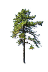 Obraz premium pine tree isolated isolated on white background. This has clipping path.