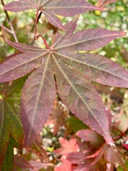 Aceretum - Ahornpark inIlfeld im Goldenen Oktober, Indian Summer