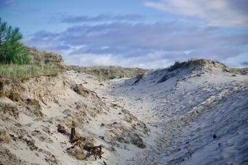 walk through the dunes in the netherlands