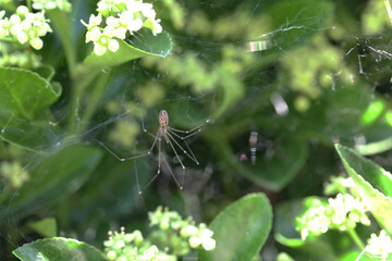 Araignée dans les fusains (marbled cellar spider), Holocnemus pluchei