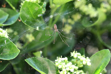 Araignée dans les fusains (marbled cellar spider), Holocnemus pluchei
