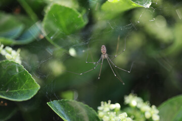 Araignée dans les fusains (marbled cellar spider), Holocnemus pluchei
