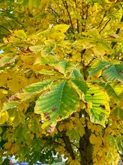Aceretum - Ahornpark inIlfeld im Goldenen Oktober, Indian Summer
