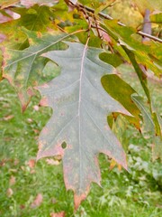 Aceretum - Ahornpark inIlfeld im Goldenen Oktober, Indian Summer