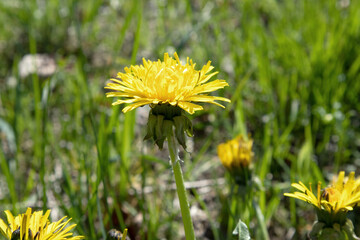 Golden bursts of dandelion flowers adorn spring fields, vibrant symbol of seasonal renewal.