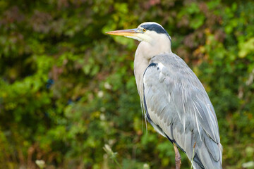 grey heron on the green background close-up