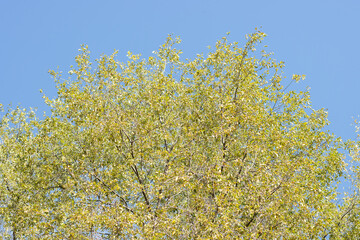 A butternut tree in the Fall