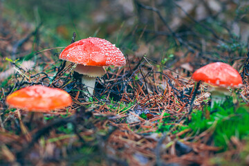 Amanita Muscaria, Known as the Fly Agaric or Fly Amanita: Healing and Medicinal Mushroom with Red Cap Growing in Forest. Can Be Used for Micro Dosing, Spiritual Practices and Shaman Rituals