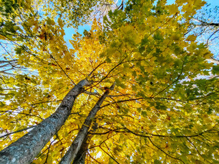 A striking upward view of a tree with vibrant yellow leaves, capturing the beauty of autumn. The branches and bright foliage fill the sky, creating a warm, seasonal atmosphere.