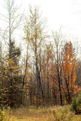 autumn forest in the morning