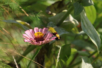 ジニアの蜜を吸うホウジャク（オオスカシバ、東京都府中市）