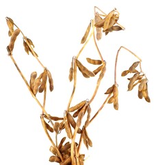 Ripe soybean plants on white background.