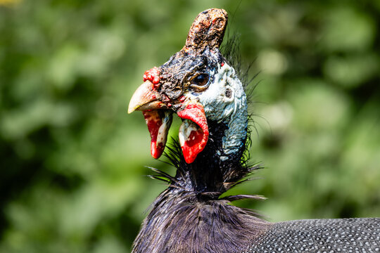 Guinea fowl portrait