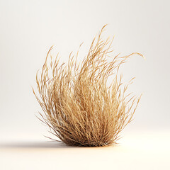 Obraz premium Dry Bush of Desert Tumble Weed on White Background