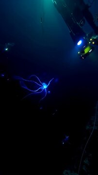 "Exploration sous-marine avec des cr&eacute;atures bioluminescentes"

