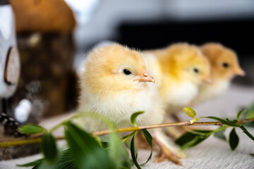 Little clings. Baby birds. Yellow birds.