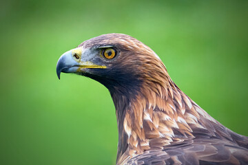 Golden eagle (Aquila chrysaetos)