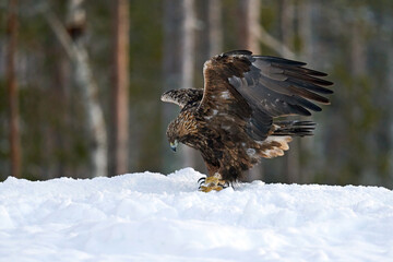 Golden eagle (Aquila chrysaetos)