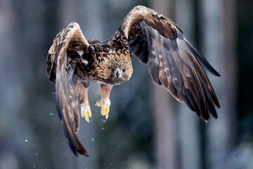 Golden eagle (Aquila chrysaetos)