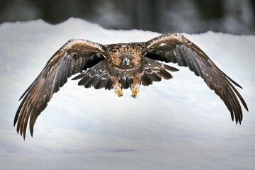 Golden eagle (Aquila chrysaetos)