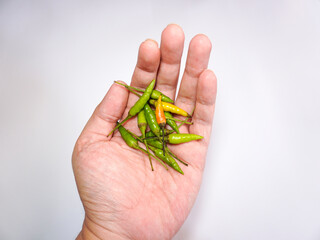 Hands holding heap of whole fresh raw green rawit peppers. Close up isolated on white background