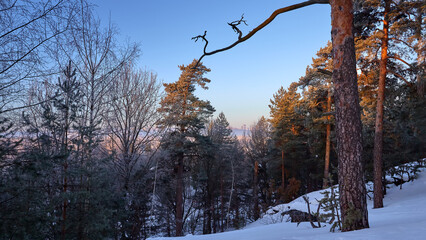Sunrise in a winter pine forest. Winter frosty morning in forest. Vertical view.