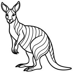 Obraz premium Kangaroo
