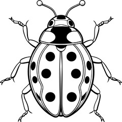 Ladybug