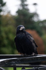 Crow