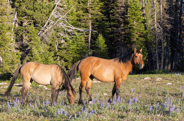 Fototapeta premium Wild Horse Mare and Foal in the Pryor Mountains Montana in Summer