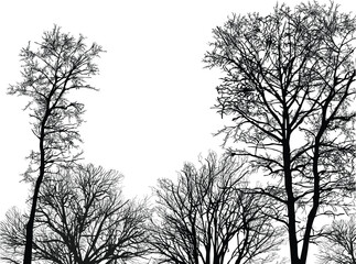 black bare forest isolated on white background