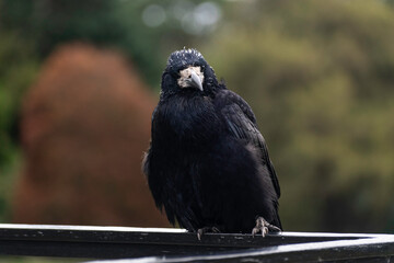 Crow