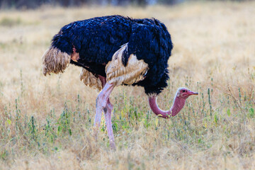 Afrikanische Wildtiere