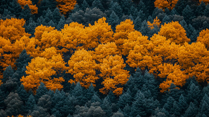 Vibrant Orange Trees Amidst Dark Green Forest in Autumn..