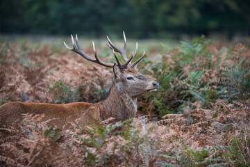 Beautiful image of red deer stag and does Cervus Elaphus in Autumn Fall during rut mating season